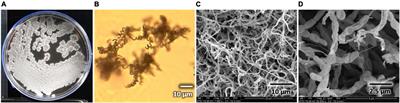 Streptomyces sp. AC04842: Genomic Insights and Functional Expression of Its Latex Clearing Protein Genes (lcp1 and lcp2) When Cultivated With Natural and Vulcanized Rubber as the Sole Carbon Source